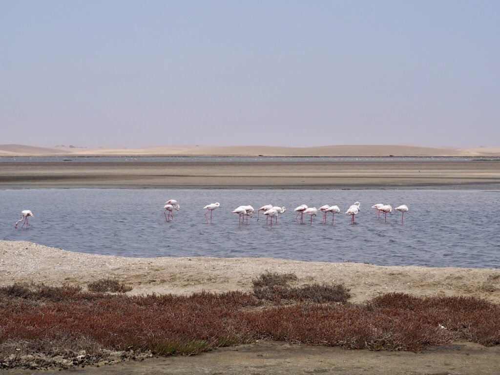 Walvis Bay Flamingos Salzgewinnung