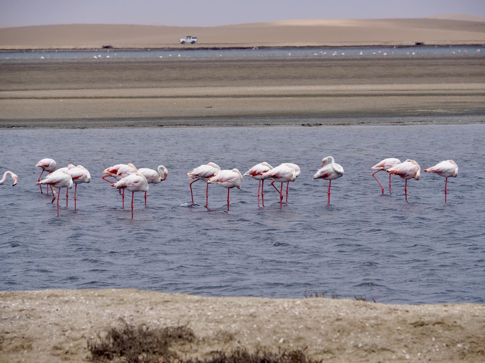 Flamingos in der Lagune von Walvis Bay