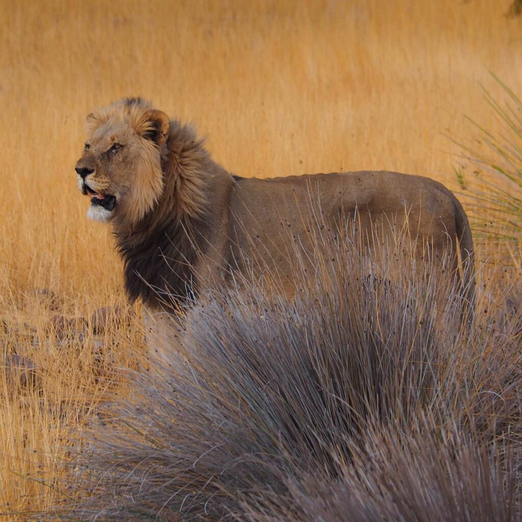 Löwen in Namibias wildem Norden